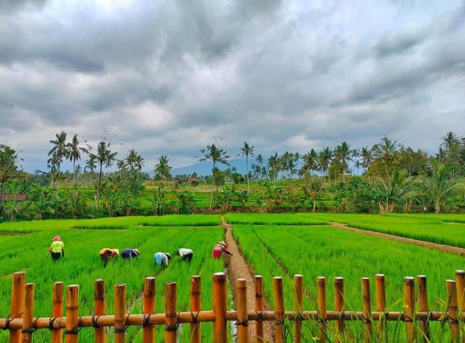Sawah Ijen 호텔 Licin 외부 사진
